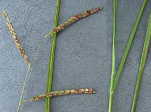 Paspalum plicatulum