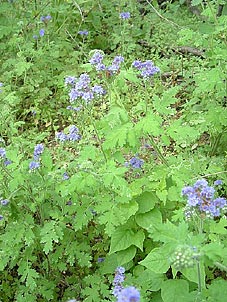 Phacelia congesta