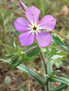 Phlox drummondii