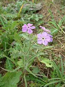 Phlox drummondii