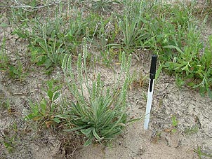 Plantago hookeriana