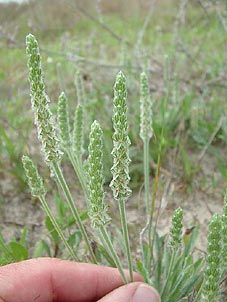 Plantago hookeriana