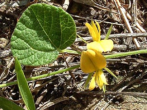 Rhynchosia americana