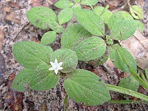 Richardia brasiliensis