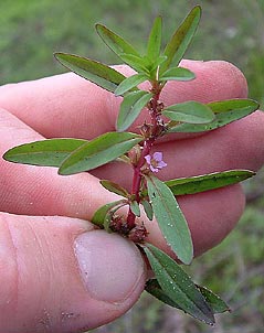 Rotala ramosior