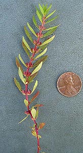 Rotala ramosior