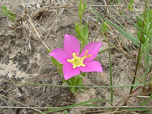 Sabatia campestris