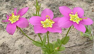 Sabatia campestris