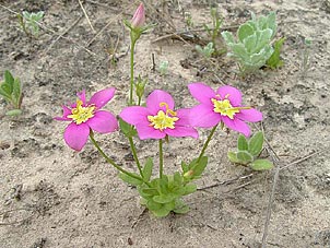 Sabatia campestris