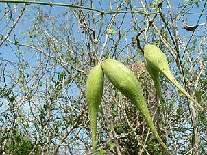 Sarcostemma cynanchoides