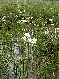 Sagittaria longiloba