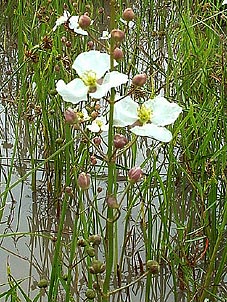 Sagittaria longiloba