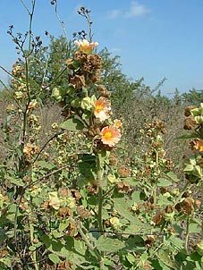 Sida cordifolia