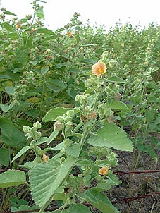 Sida cordifolia