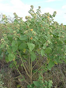 Sida cordifolia