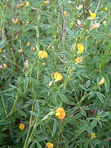 Stylosanthes viscosa