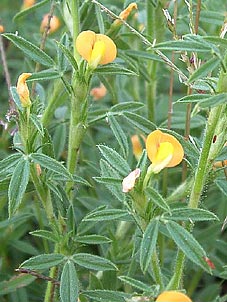 Stylosanthes viscosa
