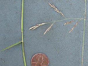 Triplasis purpurea