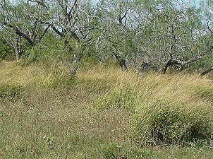 Urochloa maxima