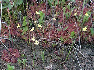 Utricularia subulata