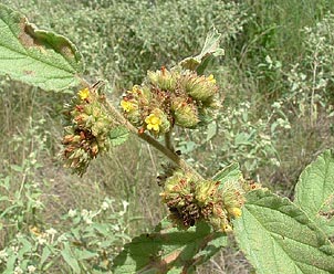 Waltheria indica