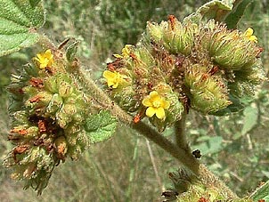 Waltheria indica