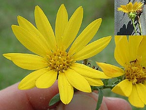 Xanthisma texanum