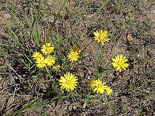 Xanthisma texanum