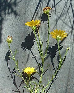 Xanthisma texanum