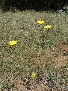 Xanthisma texanum