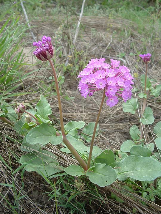 Abronia