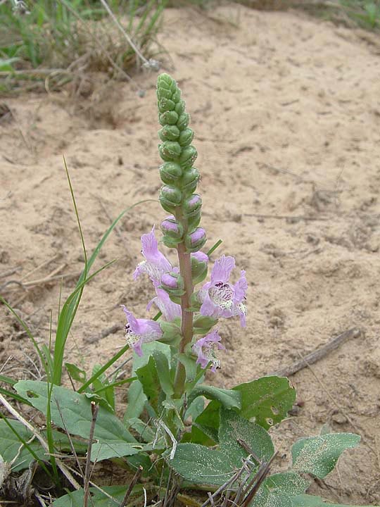 <i>Brazoria arenaria</i>