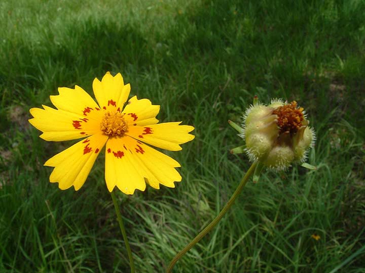 Coreopsis