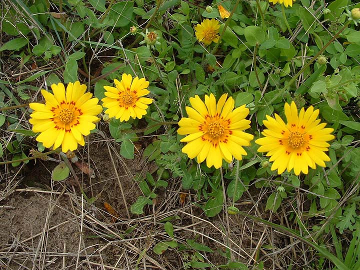 Coreopsis