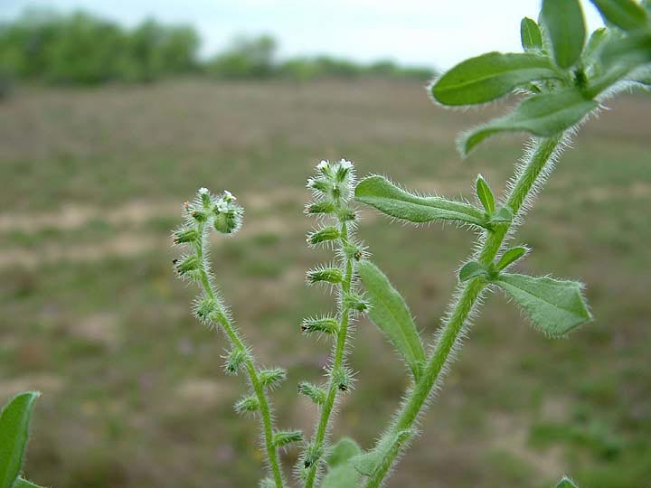 <i>Cryptantha texana</i>