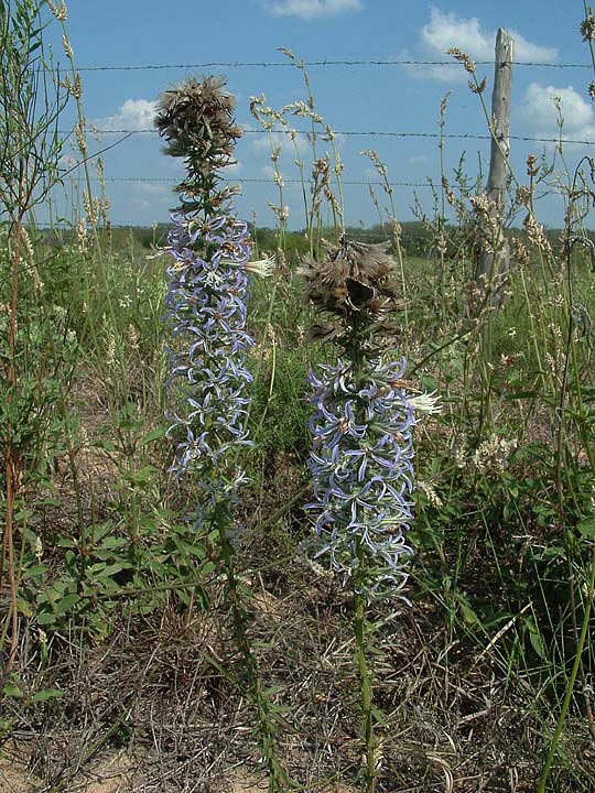 Liatris