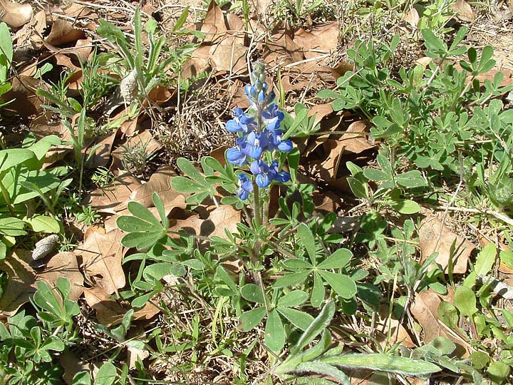 Lupinus