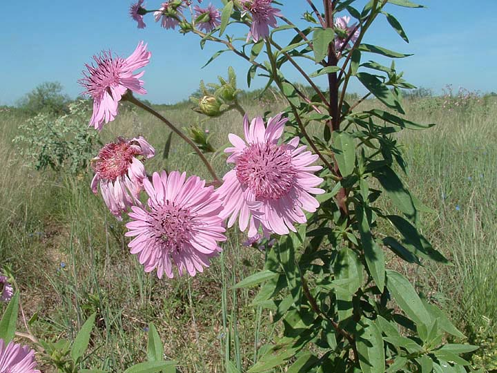 Palafoxia