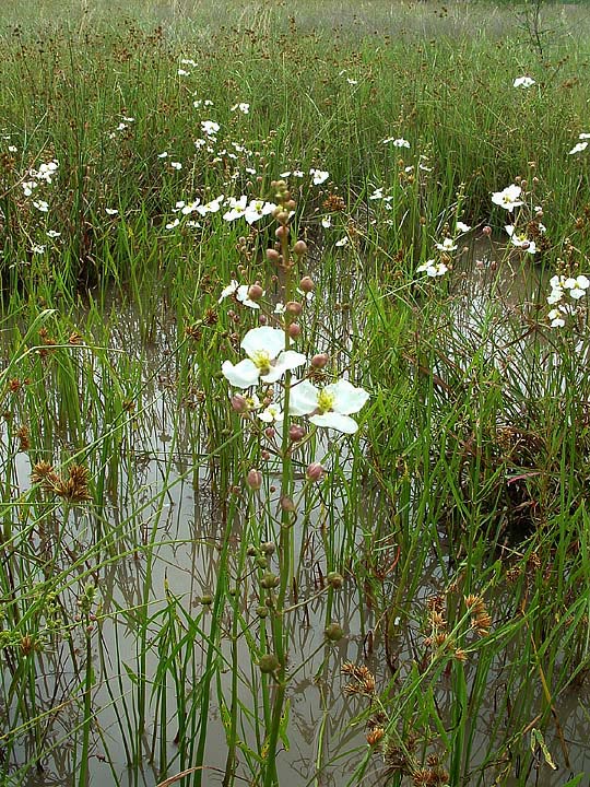 Sagittaria