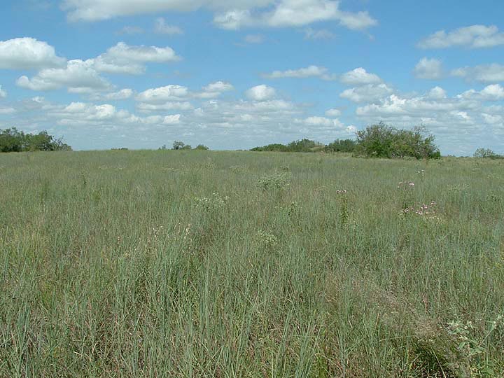 Grassland