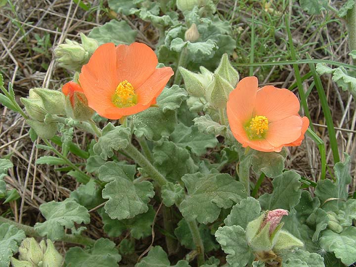 Sphaeralcea