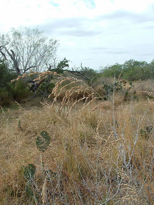 Vaseyochloa