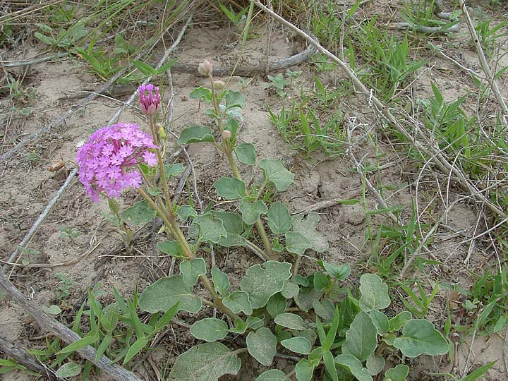 Abronia