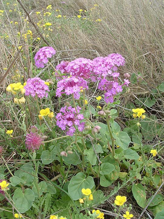 Abronia
