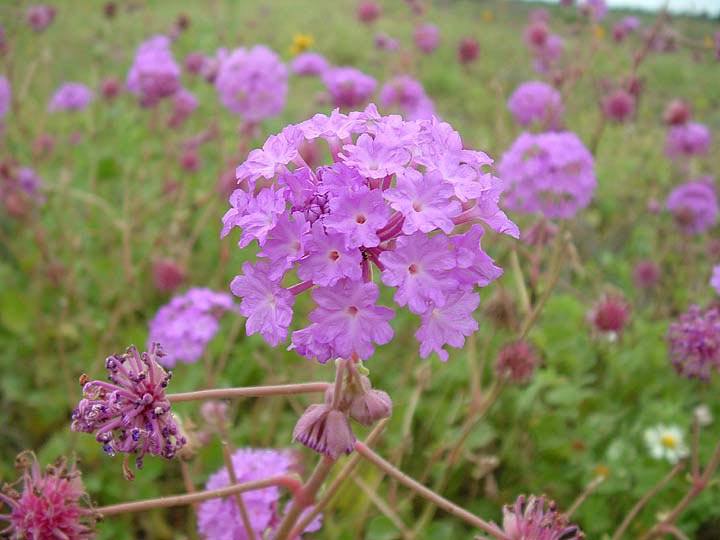 Abronia