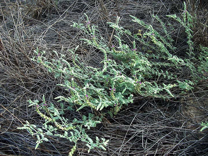 Dalea