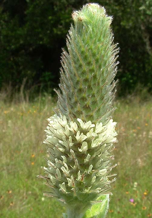 Dalea