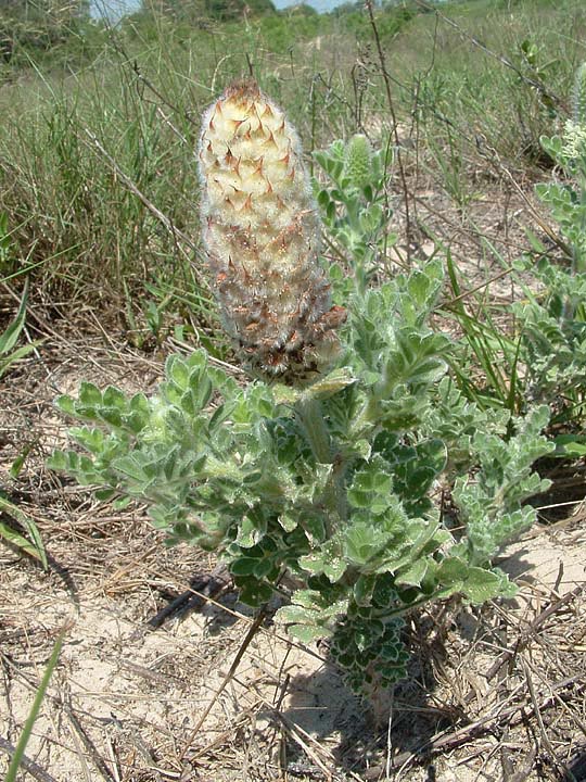 Dalea
