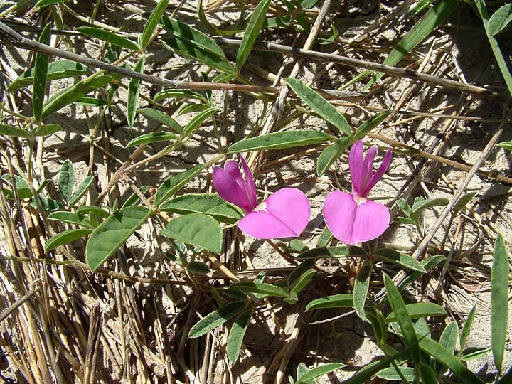 Galactia