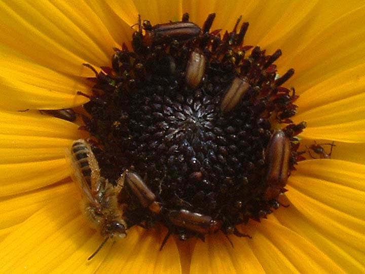 Helianthus